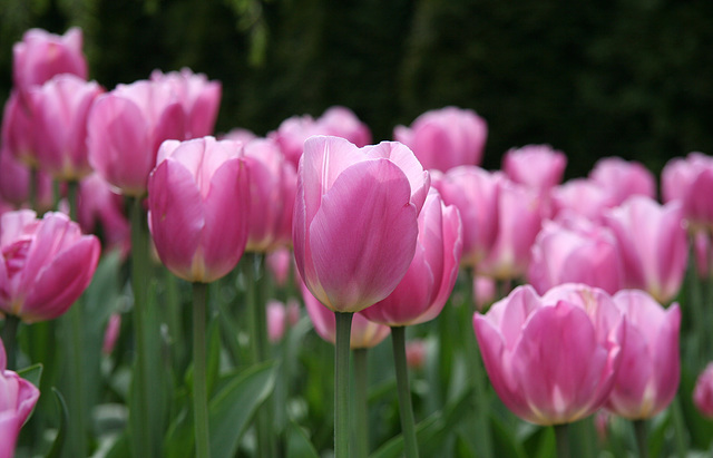 Skagit Valley Tulips