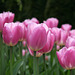 Skagit Valley Tulips