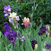 Bouquet d'iris  (2)