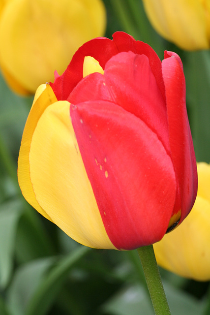 Color Break Tulip