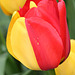 Color Break Tulip