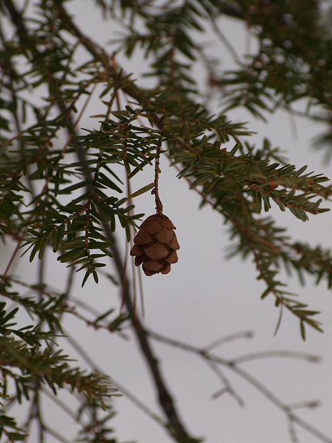 lone cone