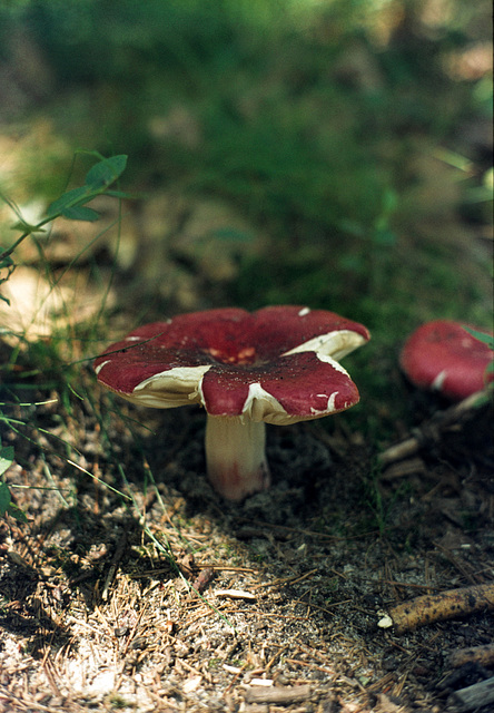 Mushroom (Russula species)