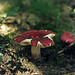 Mushroom (Russula species)