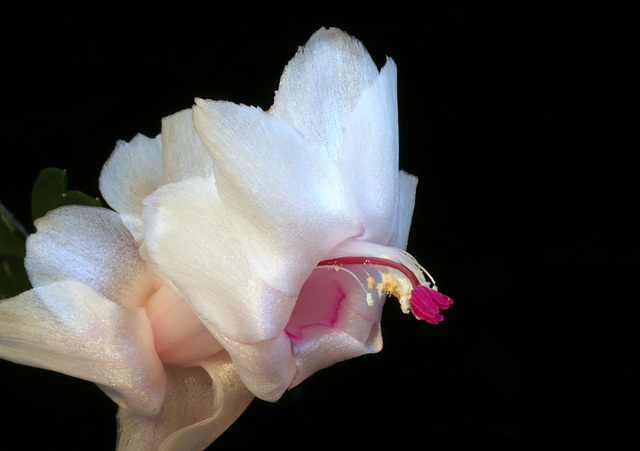 Thanksgiving Cactus (Schlumbergera truncata)