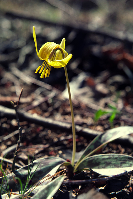 Trout Lily (Erythronium americanum)