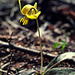 Trout Lily (Erythronium americanum)