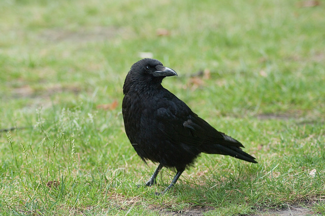 Raven (Corbeau) 1