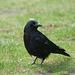 Raven (Corbeau) 1