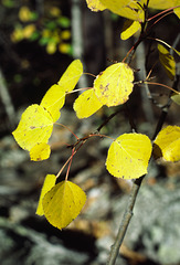 Autumn Aspen (Populus tremuloides)