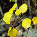 Autumn Aspen (Populus tremuloides)