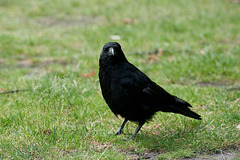Raven (Corbeau) 2