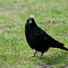 Raven (Corbeau) 2