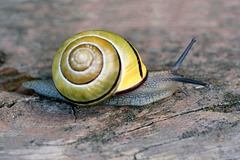 Grovesnail (Cepaea nemoralis)