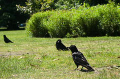 Ravens (Corbeaux)