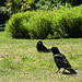 Ravens (Corbeaux)