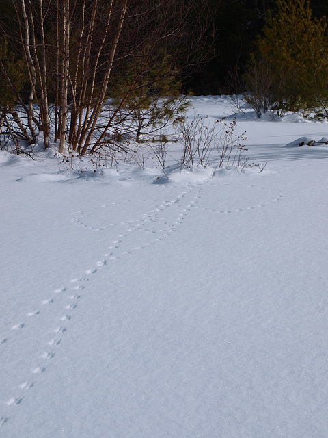 butterfly tracks