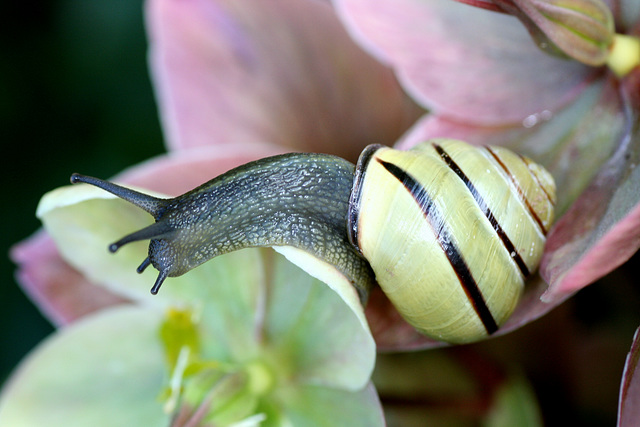 Grovesnail (Cepaea nemoralis)