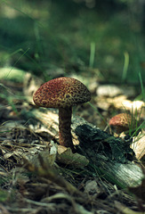 Painted Suillus Mushroom (Suillus spraguei)