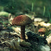 Painted Suillus Mushroom (Suillus spraguei)