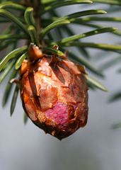 Young Fir Cone