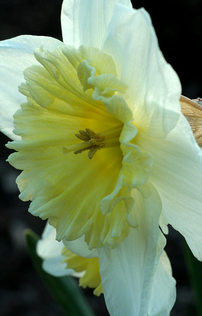 Daffodil