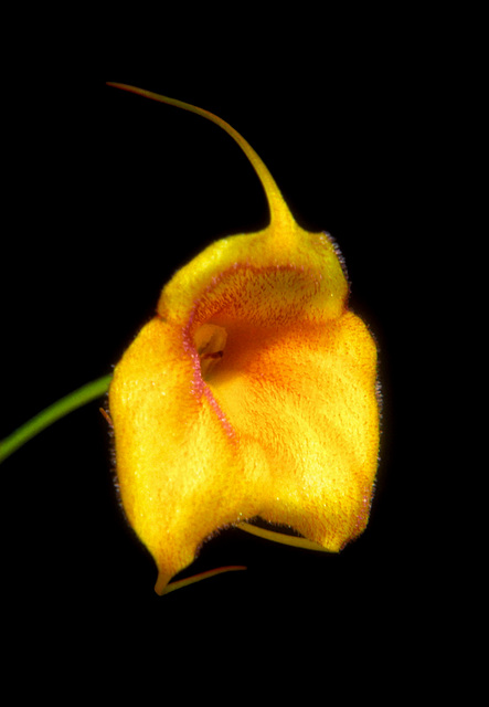 Masdevallia Angel Frost