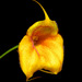 Masdevallia Angel Frost