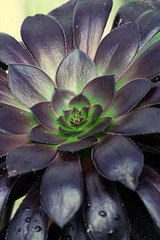 Aeonium arboreum