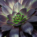 Aeonium arboreum