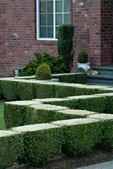 Boxwood Hedge