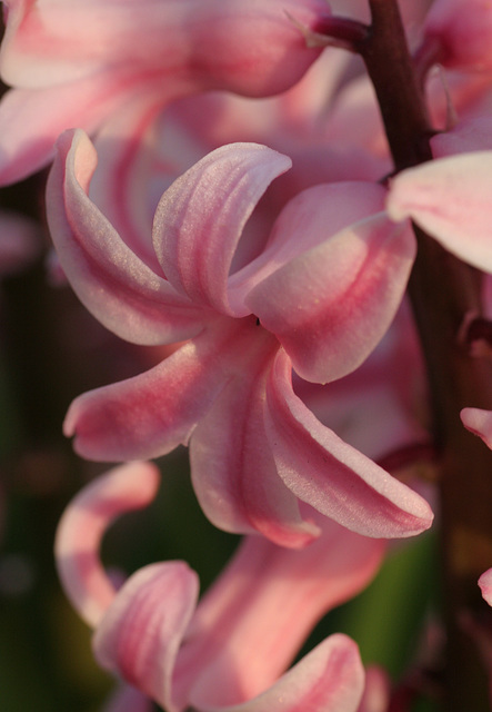 Hyacinth Pink Pearl