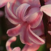 Hyacinth Pink Pearl