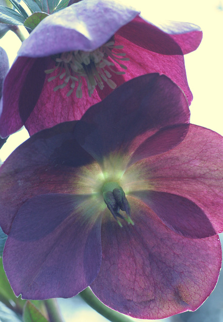 Helleborus into the Sun (Helleborus x hybridus)