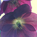 Helleborus into the Sun (Helleborus x hybridus)