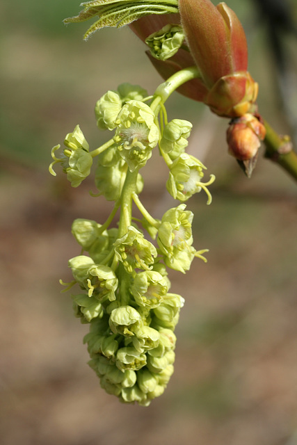 Big-leaf Maple Flowers (Acer macrophyllum)