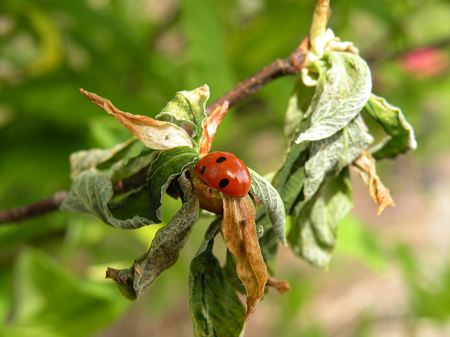 New Leaves and Ladybug