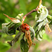 New Leaves and Ladybug