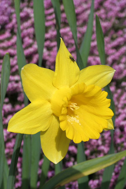 Daffodil