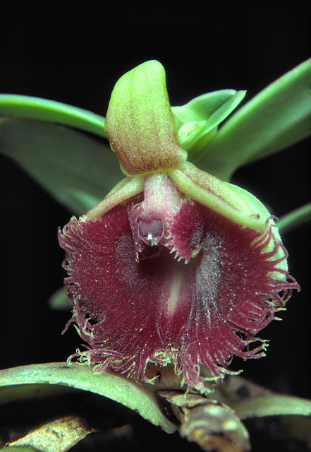 Neolehmannia medusae