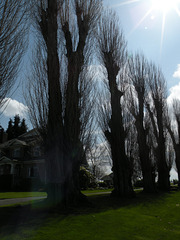 Poplars