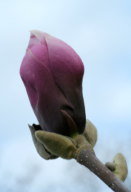 Magnolia #12