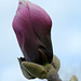 Magnolia #12