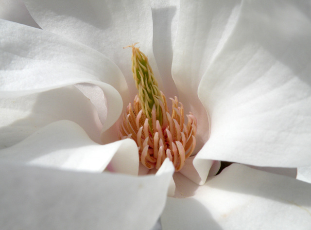 Magnolia #10