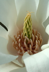 Magnolia #9