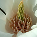 Magnolia #9