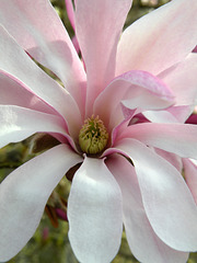 Magnolia #8