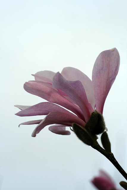 Magnolia #6