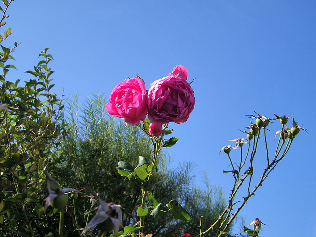 Sur fond de ciel bleu...