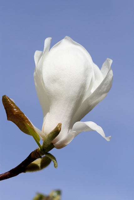 Magnolia #5